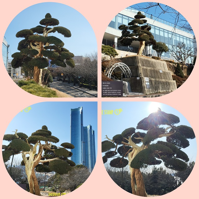 500년 향나무 (모음)